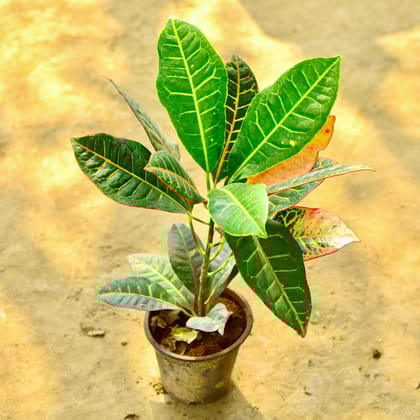 Buy Croton Petra in 6 Inch Nursery Pot Online | Urvann.com