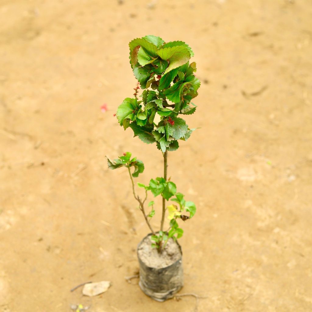 Buy Acalypha in 4 Inch Nursery Bag Online | Urvann.com Acalypha in 4 Inch Nursery Bag