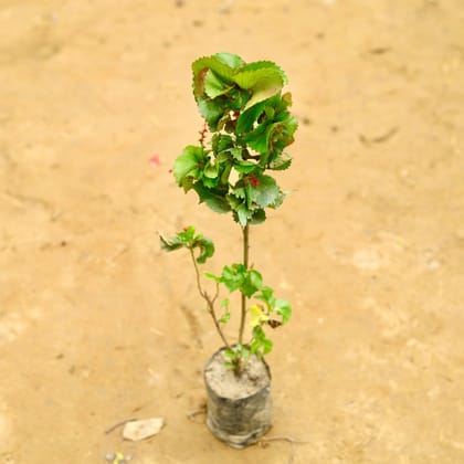 Buy Acalypha in 4 Inch Nursery Bag Online | Urvann.com