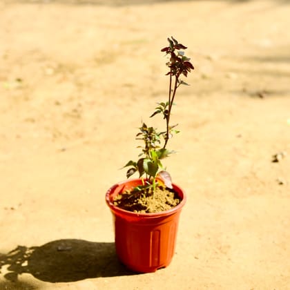Buy Acalypha in 6 Inch Red Super Nursery Pot Online | Urvann.com