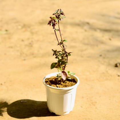 Buy Acalypha in 6 Inch White Super Nursery Pot Online | Urvann.com