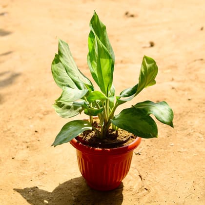 Buy Aglaonema Broad leaf in 8 Inch Terracotta Red Premium Olive Plastic Pot Online | Urvann.com