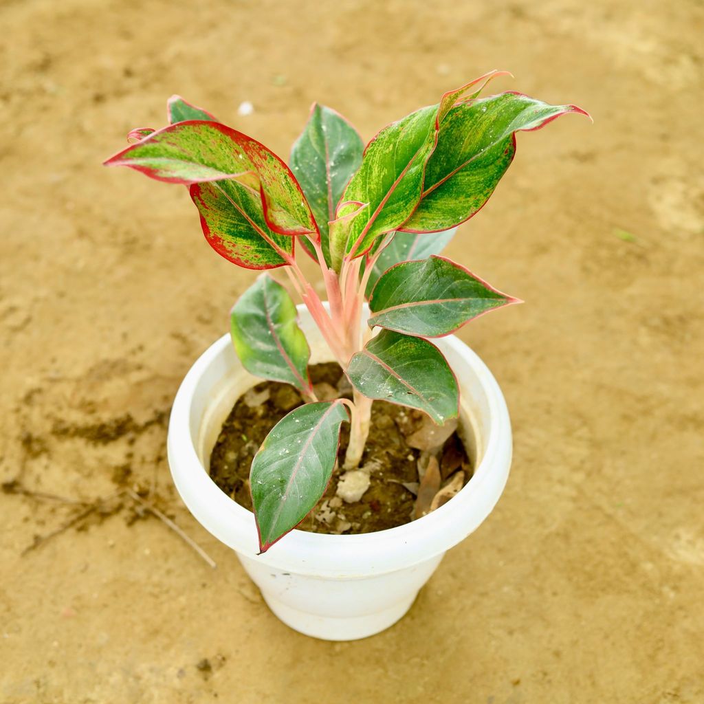 Buy Aglaonema Lipstick in 8 Inch White Classy Plastic Pot Online | Urvann.com Aglaonema Lipstick in 8 Inch White Classy Plastic Pot