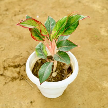 Buy Aglaonema Lipstick in 8 Inch White Classy Plastic Pot Online | Urvann.com