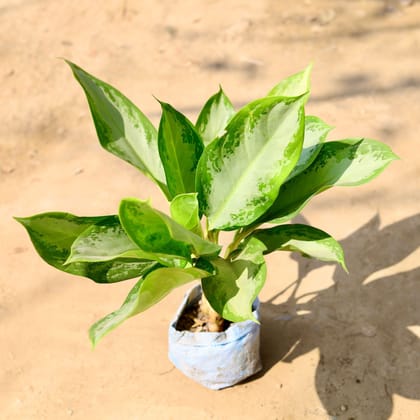 Buy Aglaonema Silver Queen in 7 Inch Nursery Bag Online | Urvann.com