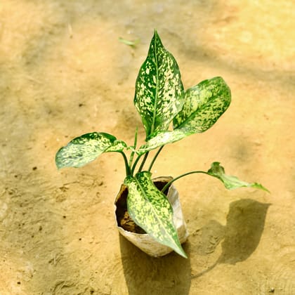 Buy Aglaonema Snow White in 4 Inch Nursery Bag Online | Urvann.com