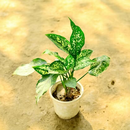 Buy Aglaonema Snow White in 5 Inch Nursery Pot Online | Urvann.com