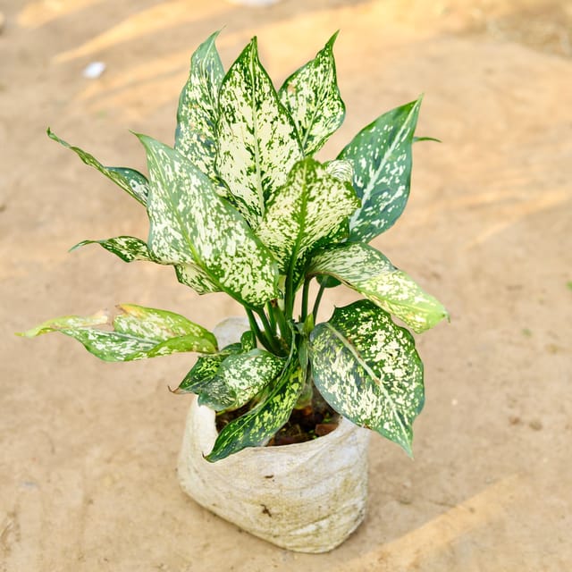 Aglaonema Snow White in 8 inch Nursery bag