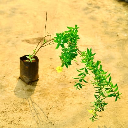 Buy Allamanda (Any Colour) in 8 Inch Nursery Bag Online | Urvann.com