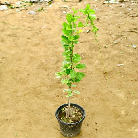 Allamanda Bel in 8 Inch Nursery Pot