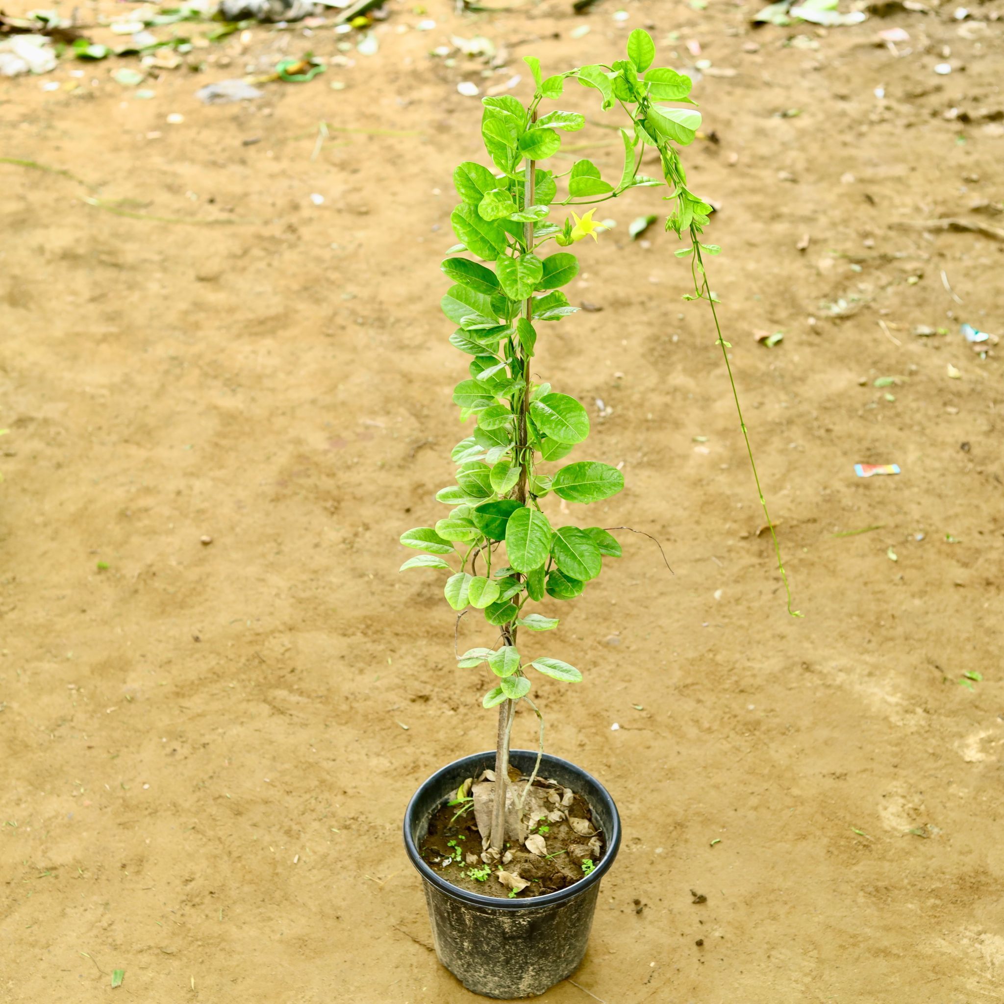 Allamanda Bel in 8 Inch Nursery Pot
