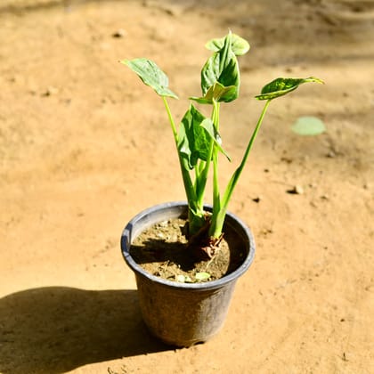 Buy Alocasia Green in 8 Inch Nursery Pot Online | Urvann.com