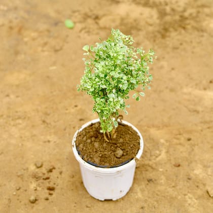 Buy Aralia White in 6 Inch Super White Nursery Pot Online | Urvann.com