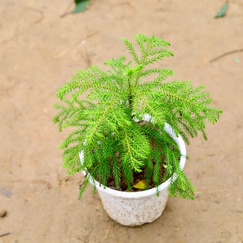 Araucaria / Christmas Tree in 8 Inch White Nursery Pot