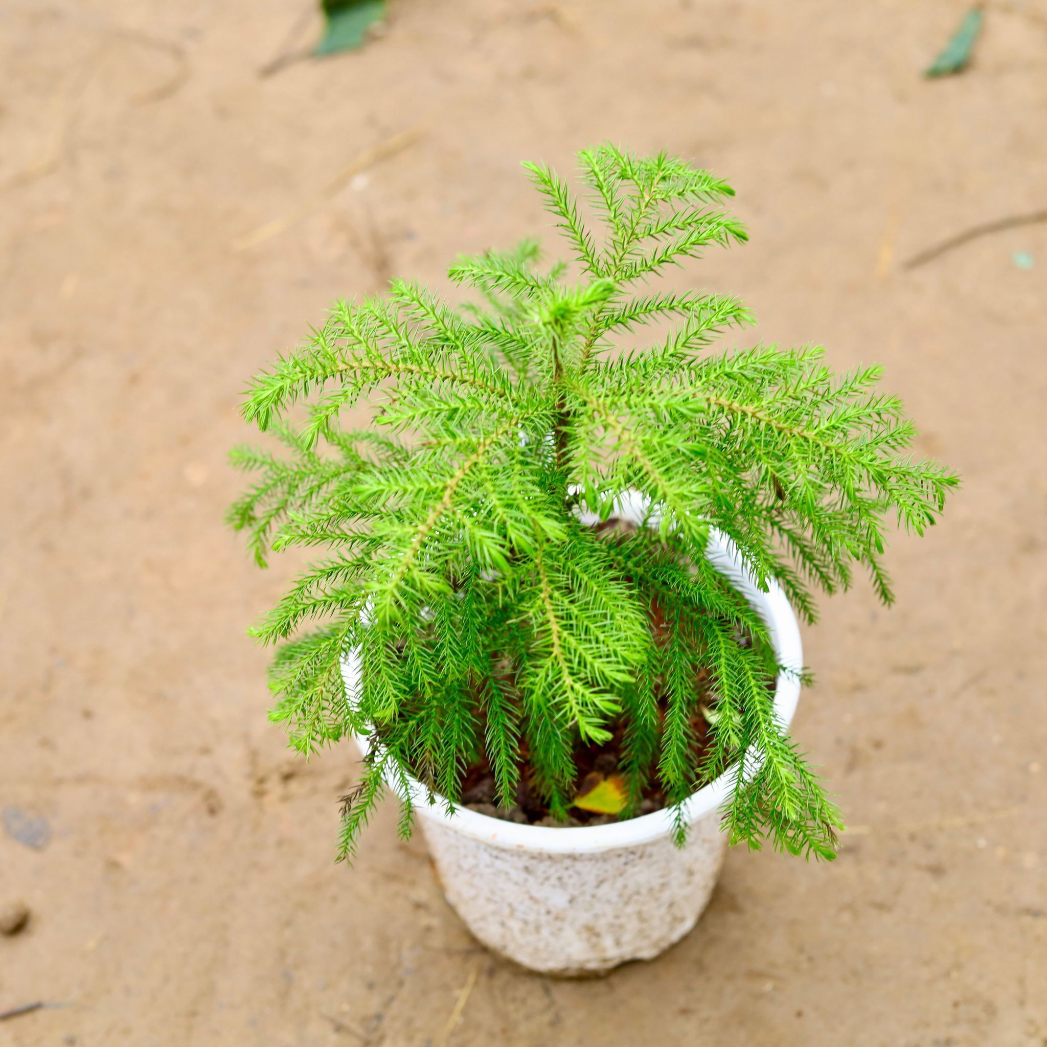 Araucaria / Christmas Tree in 8 Inch White Nursery Pot