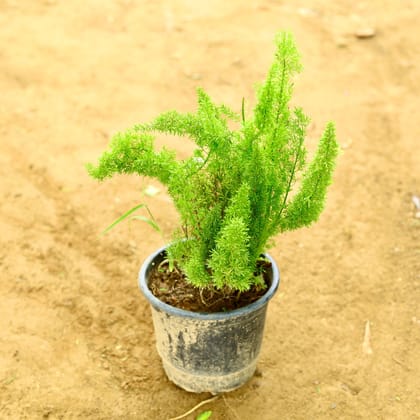 Buy Asparagus Mary in 6 Inch Nursery Pot Online | Urvann.com