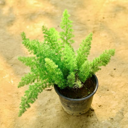 Buy Asparagus Mary in 6 Inch Nursery Pot Online | Urvann.com