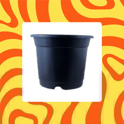 Free Gift - 8 Inch Black Nursery Pot - Flash Sale