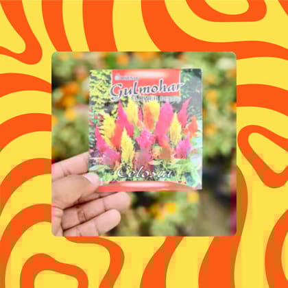 Free Gift - Celosia Mixed Seeds - Excellent Germination - Flash Sale