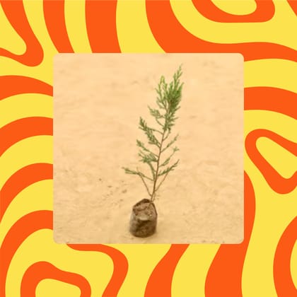 Free Gift - Juniperus in 3 Inch Nursery Bag - Flash Sale
