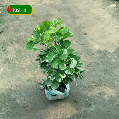 Aralia Butterfly in 5 Inch Nursery Bag