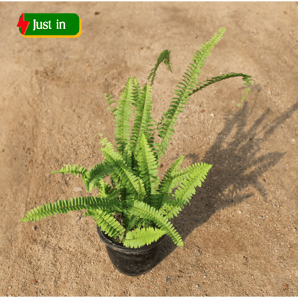 Boston Fern in 6 Inch Nursery Pot