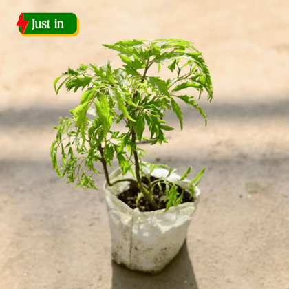 Aralia Neem in 4 Inch Nursery bag