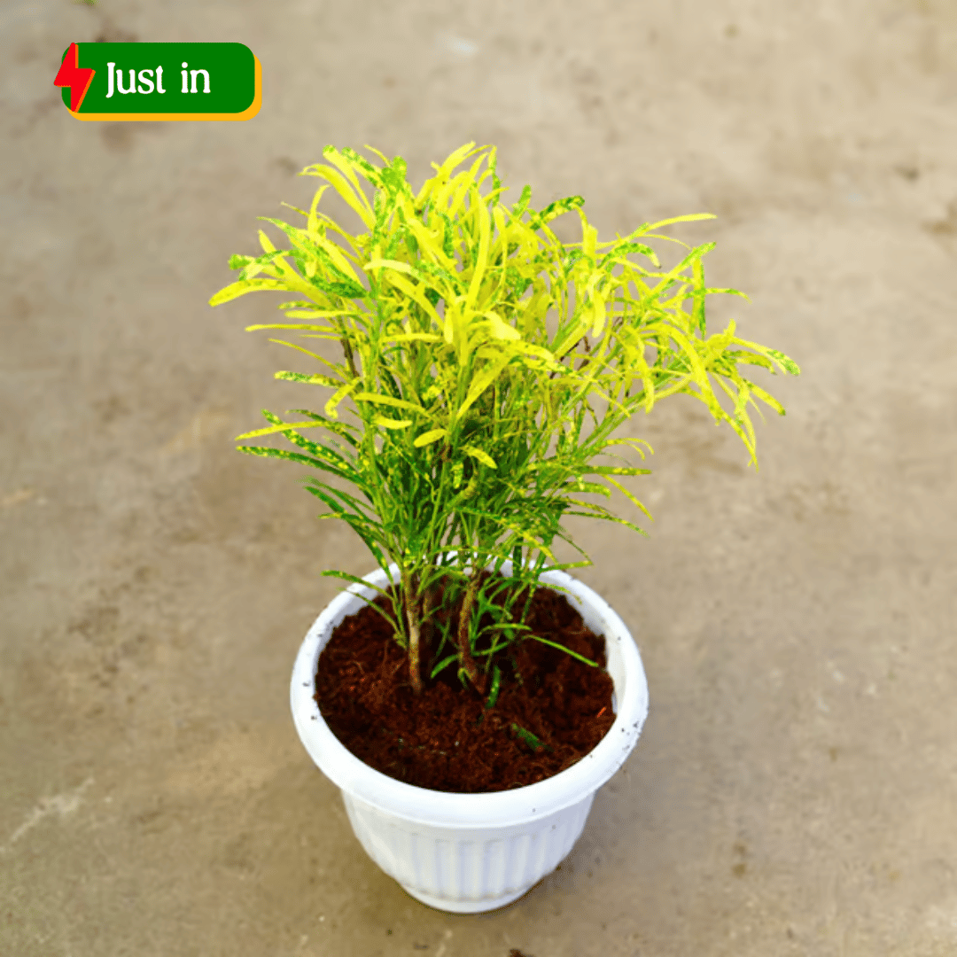 Chironji Croton in 8 Inch White Olive Plastic Pot