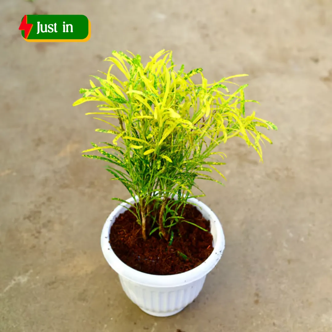 Air Purifying - Chironji Croton in 8 Inch White Olive Plastic Pot
