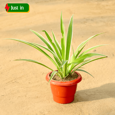 Spider Plant in 6 Inch Red Classy Plastic Pot