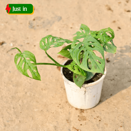 Monstera Broken Heart in 4 Inch Nursery Pot