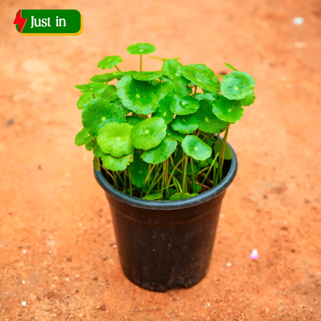 Brahmi Dollar / Pennywort / Coin Plant in 4 Inch Nursery Pot