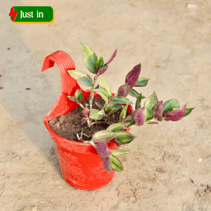 Wandering jew in 6 Inch Red Single Hook Hanging Plastic Pot