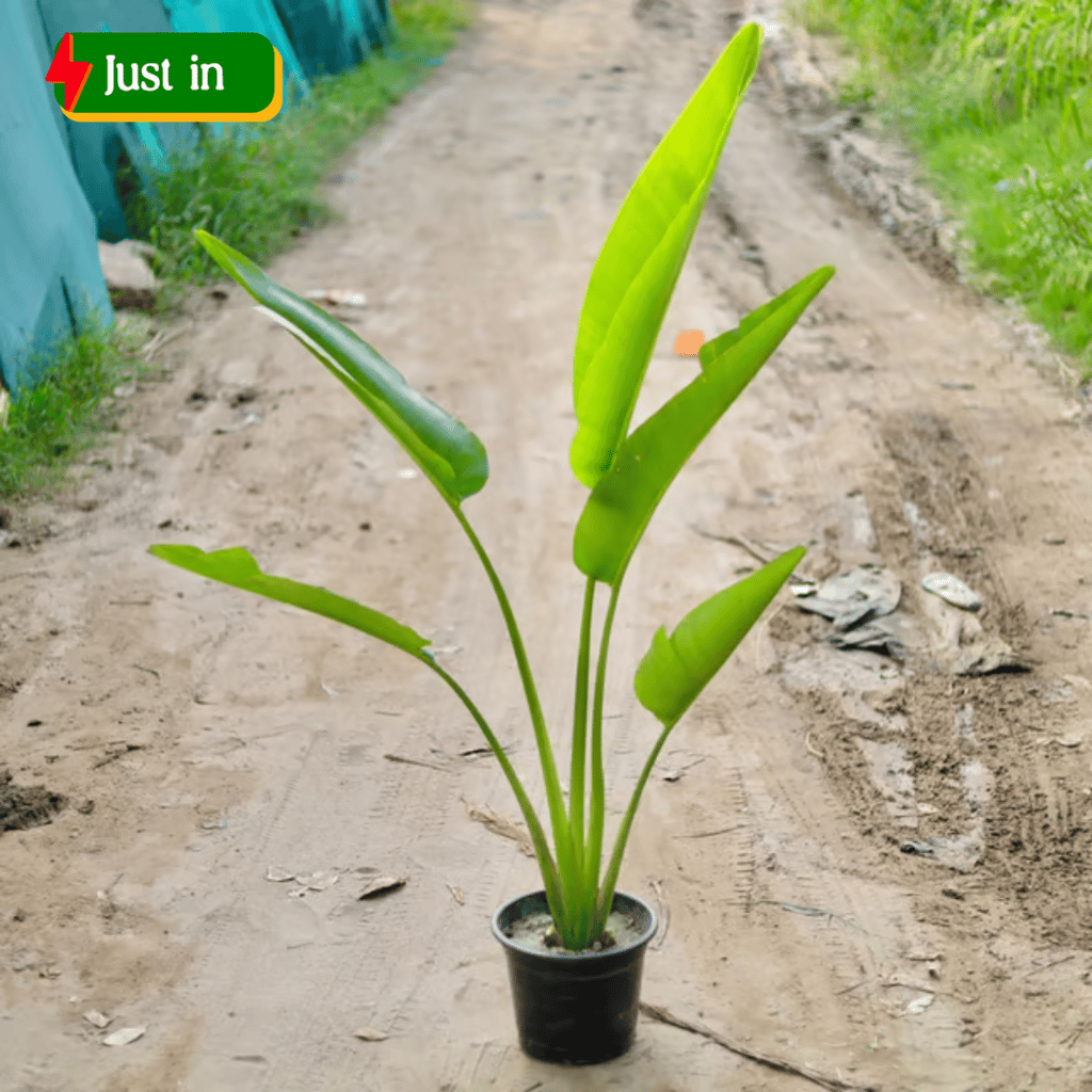 Traveller Palm (~ 3 Ft) in 10 Inch Black Nursery Pot Traveller Palm (~ 3 Ft) in 10 Inch Black Nursery Pot