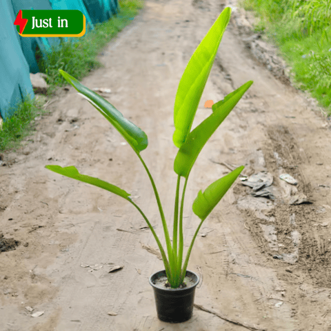 Traveller Palm (~ 3 Ft) in 10 Inch Black Nursery Pot