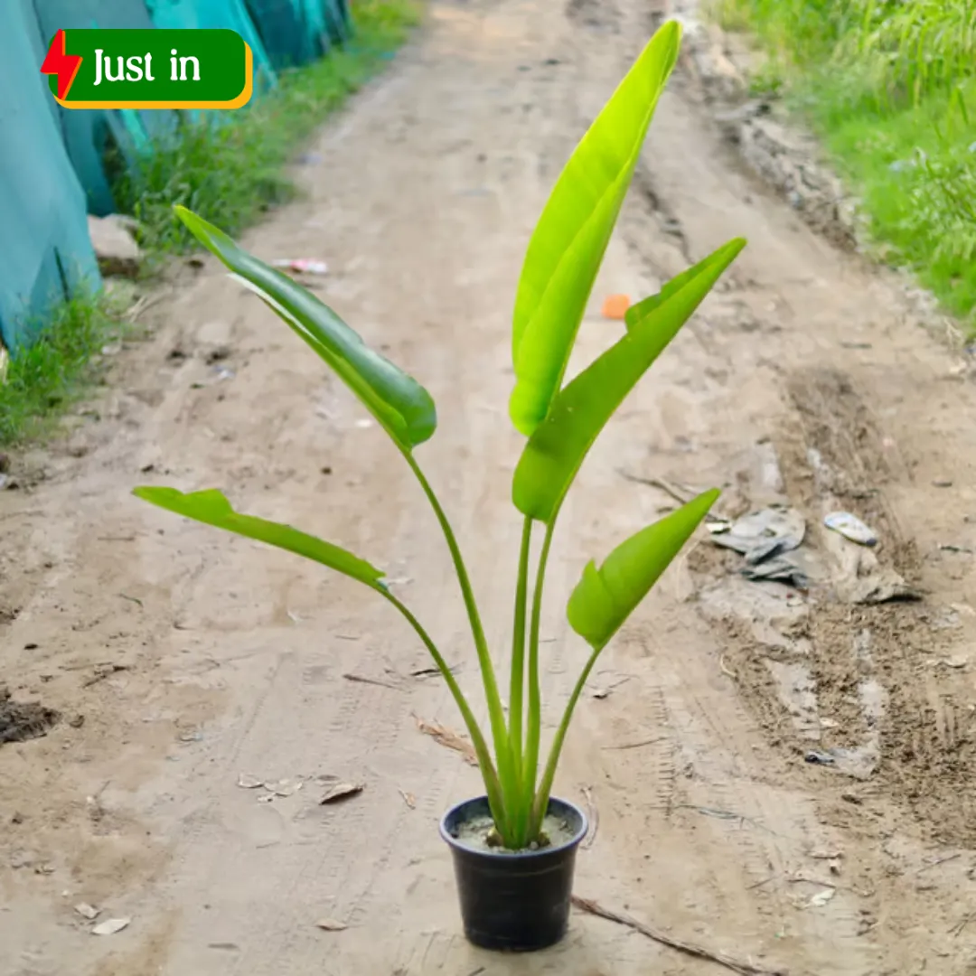 Traveller Palm (~ 3 Ft) in 10 Inch Black Nursery Pot