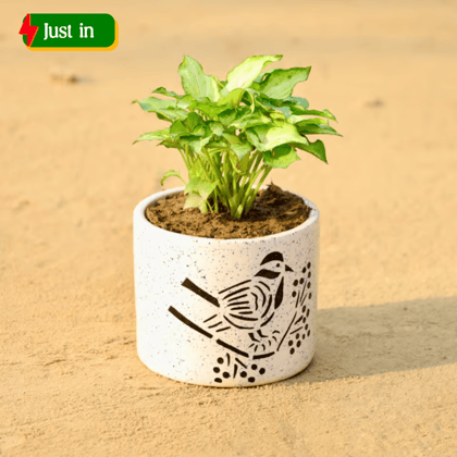 Syngonium Dwarf (Any Colour) in 4 Inch Serene White Bird Art Ceramic Pot