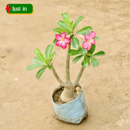 Adenium Obesum (Any Colour) in 4 Inch Nursery Bag