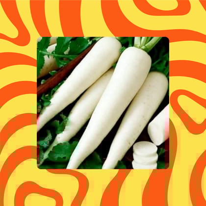Free Gift - Radish White Seeds - Excellent Germination - Flash Sale
