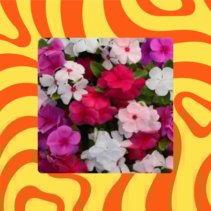 Free Gift - Vinca Mixed Seeds - Excellent Germination - Flash Sale