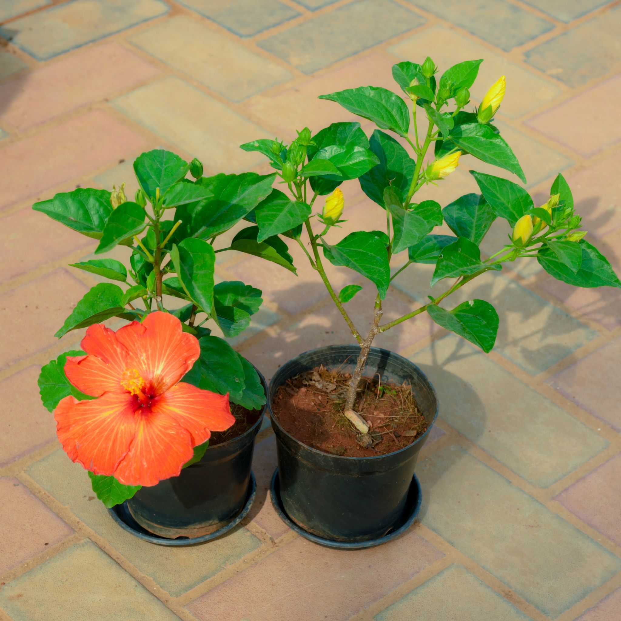 Hibiscus / Gudhal (Orange & Yellow) in 5 Inch Nursery Pot