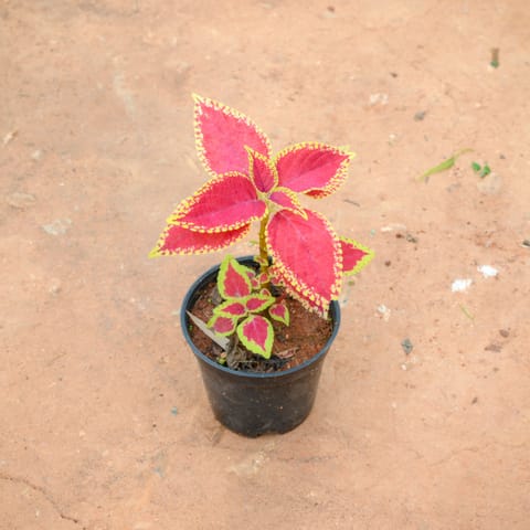 Coleus (Any Colour) (Any Design) in 4 Inch Nursery Pot