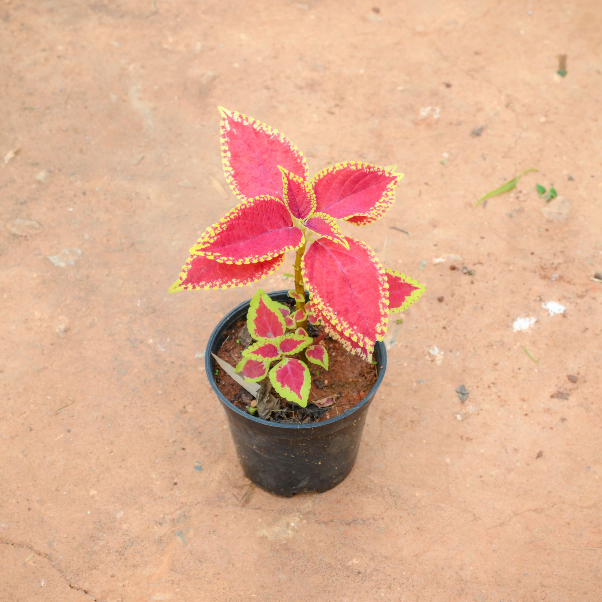 Coleus (Any Colour) (Any Design) in 4 Inch Nursery Pot