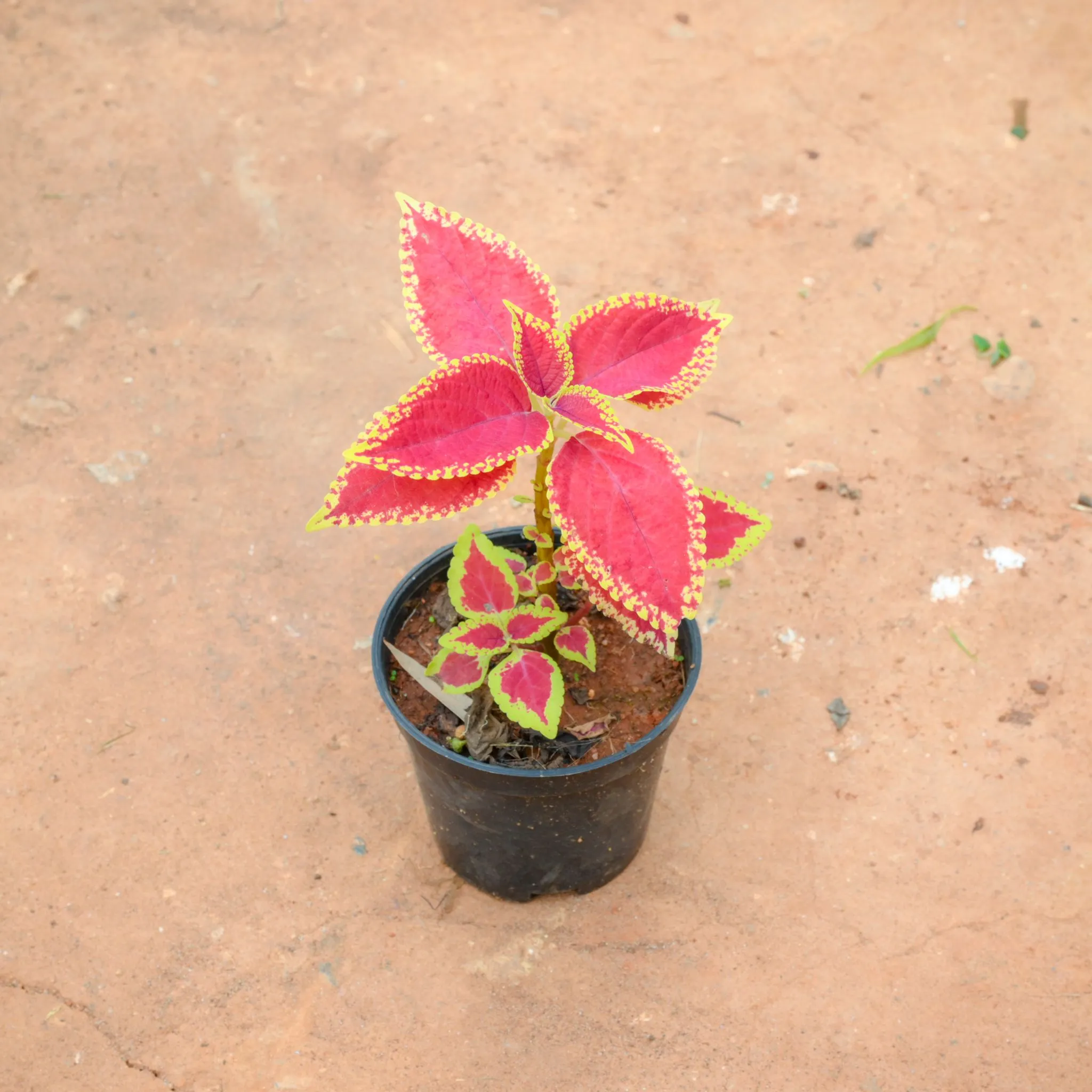 Coleus (Any Colour) (Any Design) in 4 Inch Nursery Pot