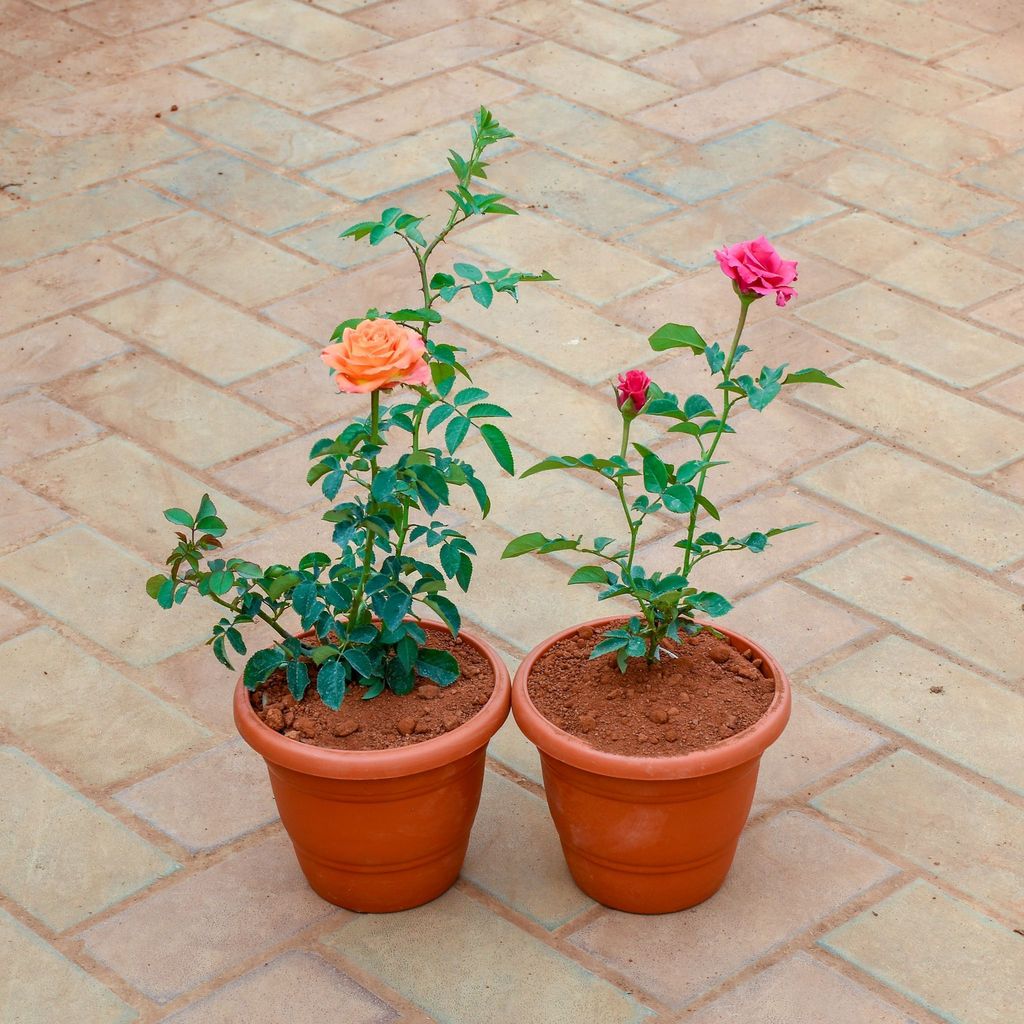 Set of 2 - Rose / Gulab (Pink &Orange) in 7 Inch Classy Red Plastic Pot Set of 2 - Rose / Gulab (Pink &Orange) in 7 Inch Classy Red Plastic Pot