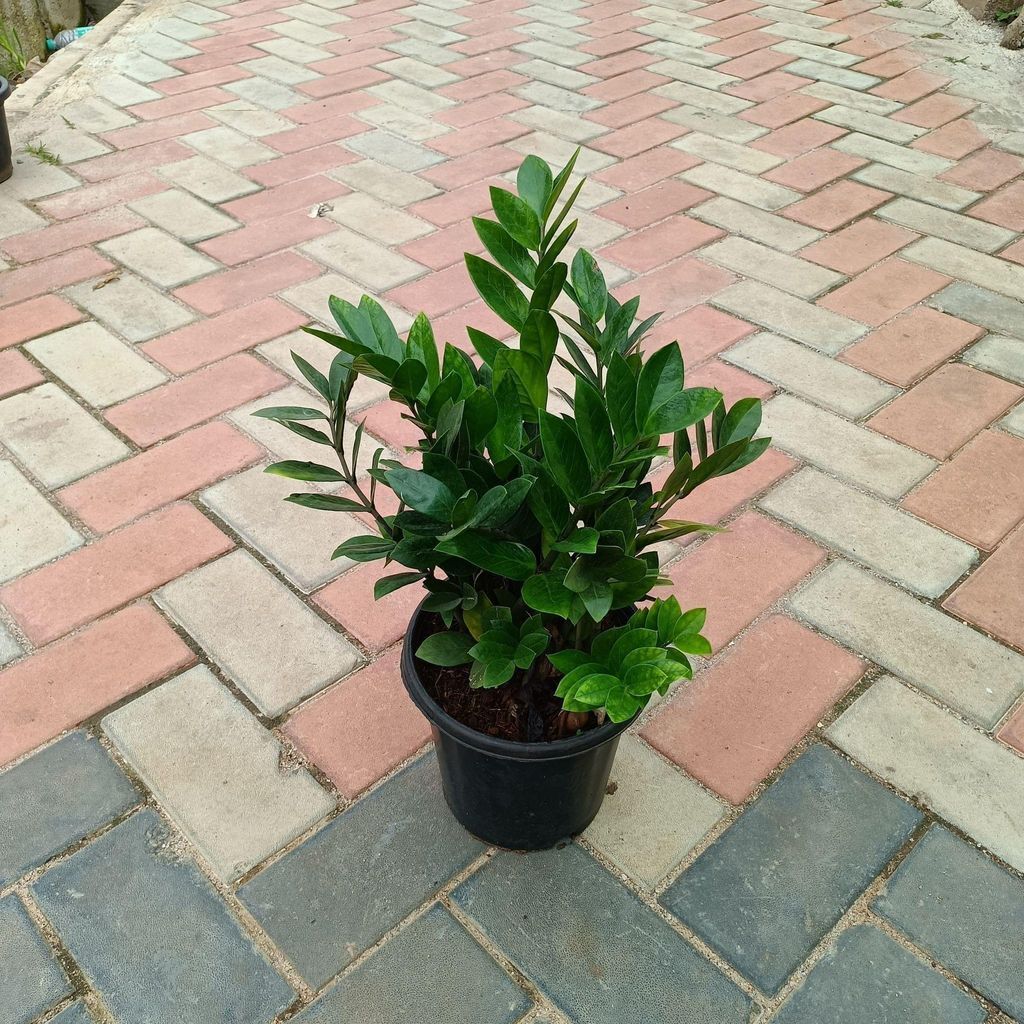 Large Green ZZ (~ 1.5 Ft) in 8 Inch Nursery Pot Large Green ZZ (~ 1.5 Ft) in 8 Inch Nursery Pot