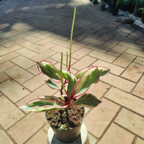 Peperomia / Radiator Plant Pink White in 4 Inch Nursery Pot
