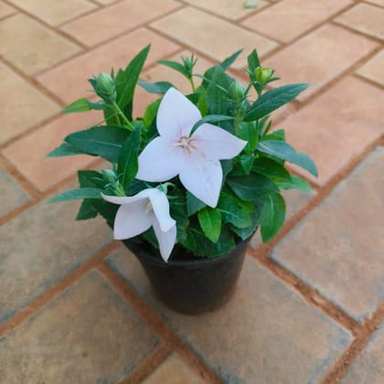 Set of 2 - Platycodon Grandiflorus / Balloon (White & Blue) Flower in 4 Inch Nursery Pot
