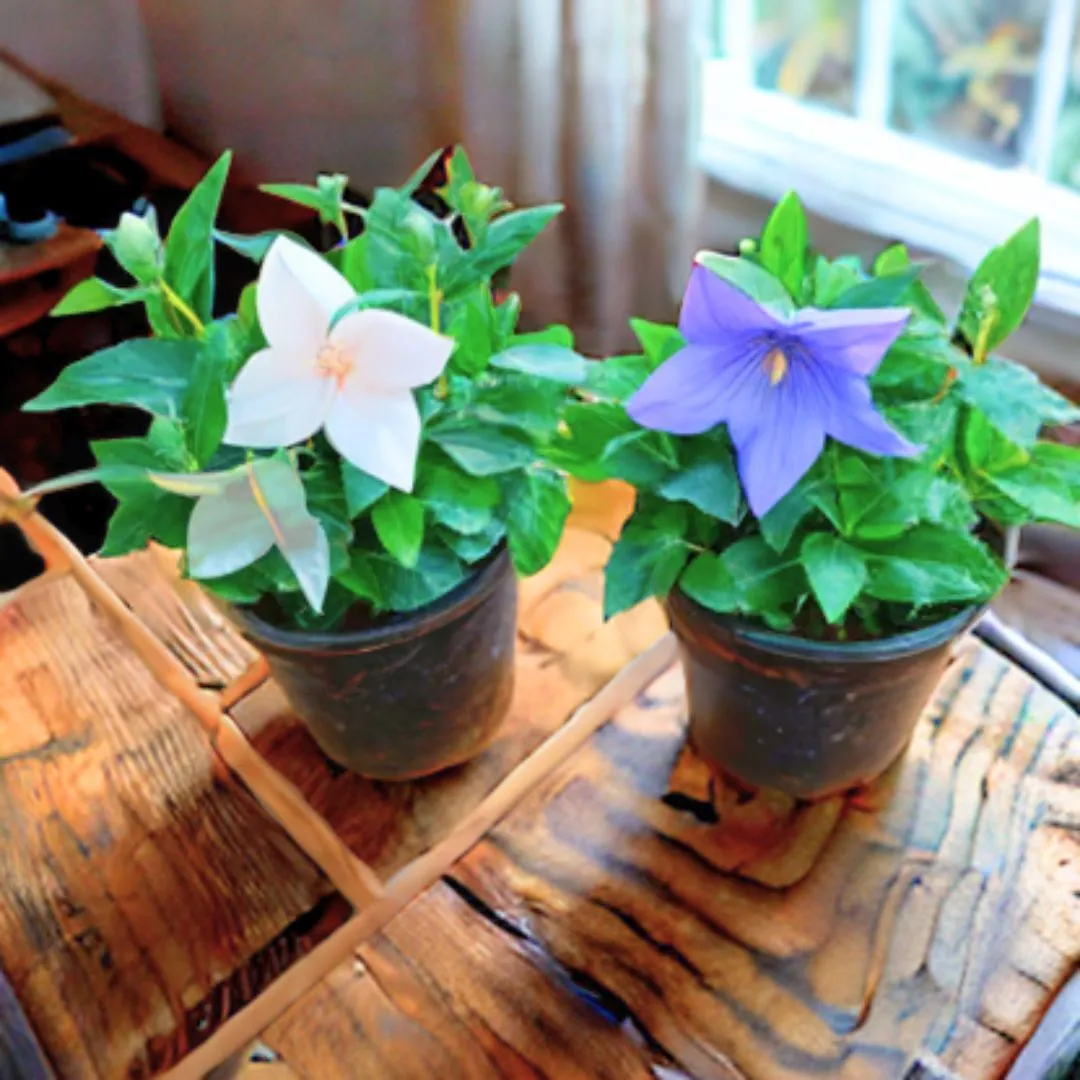 Set of 2 - Platycodon Grandiflorus / Balloon (White & Blue) Flower in 4 Inch Nursery Pot