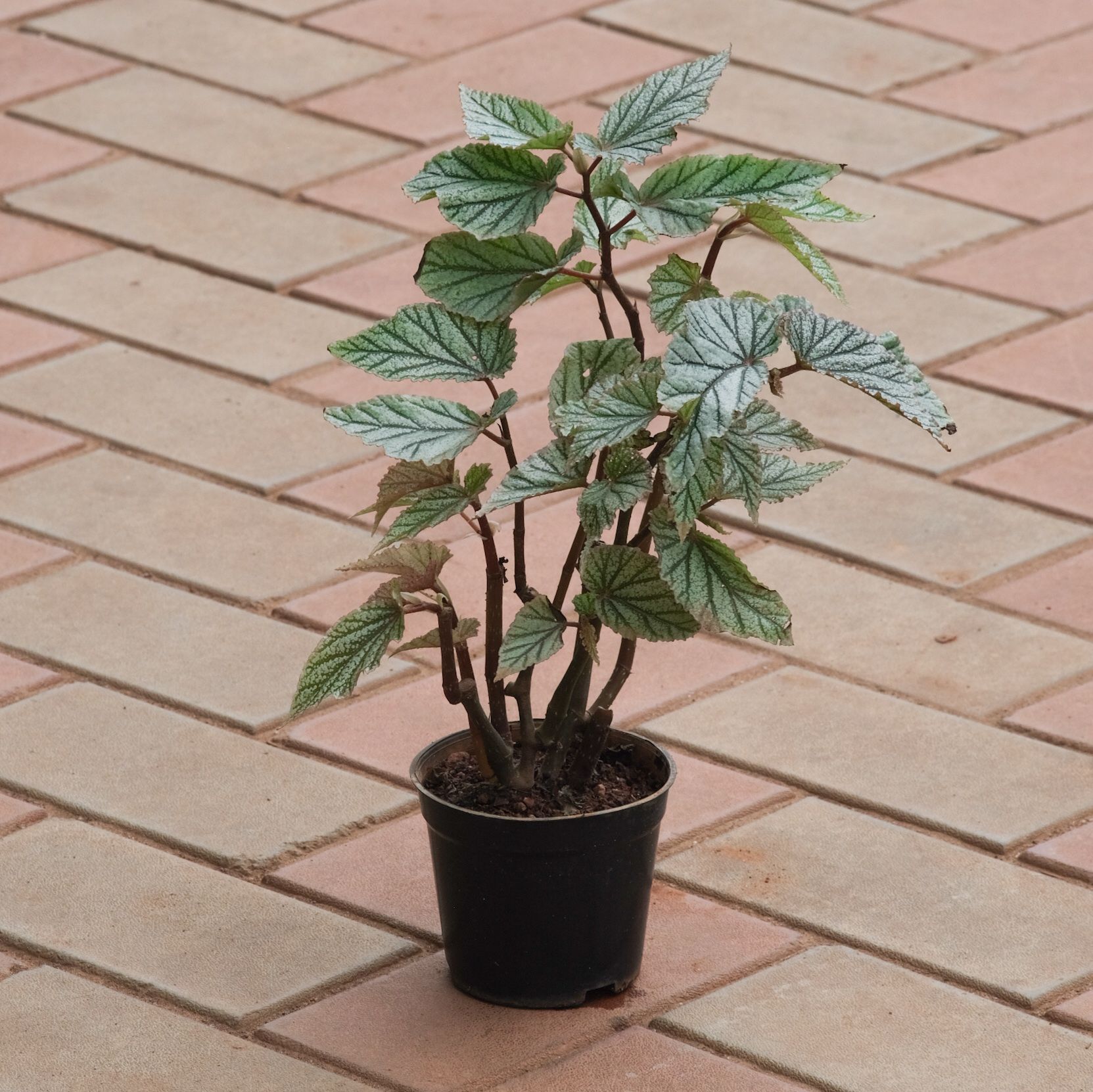 Begonia Printed Green (any design) in 4 Inch Nursery Pot